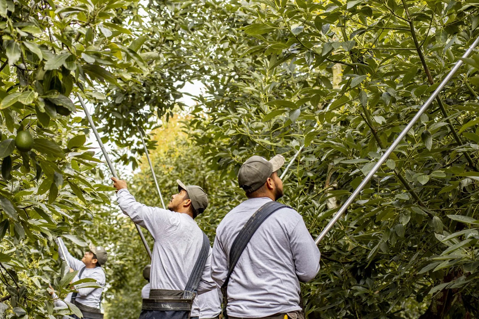 A grove team harvesting avocados with picking poles