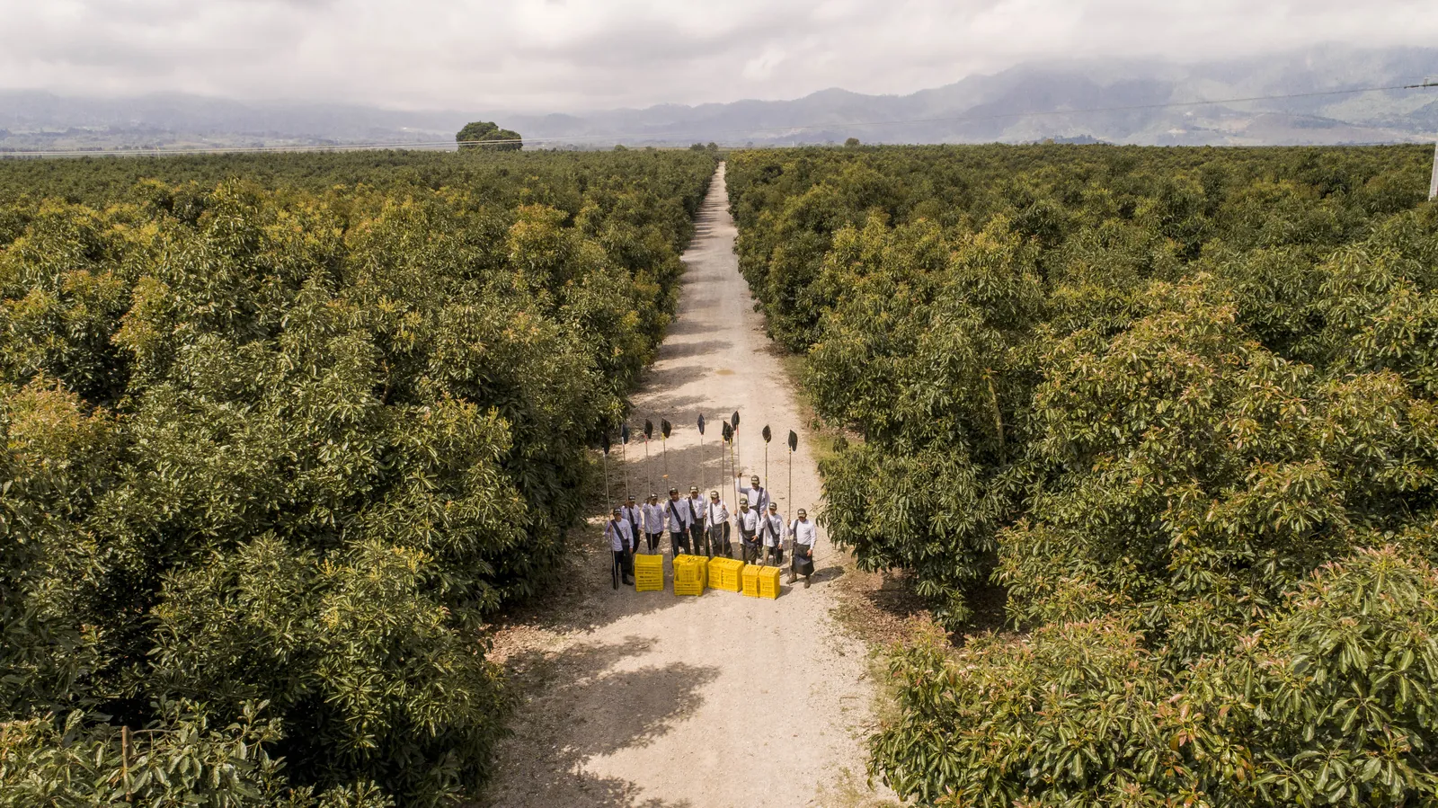 Harvest crew with crates on a road through a mature avocado grove, from above