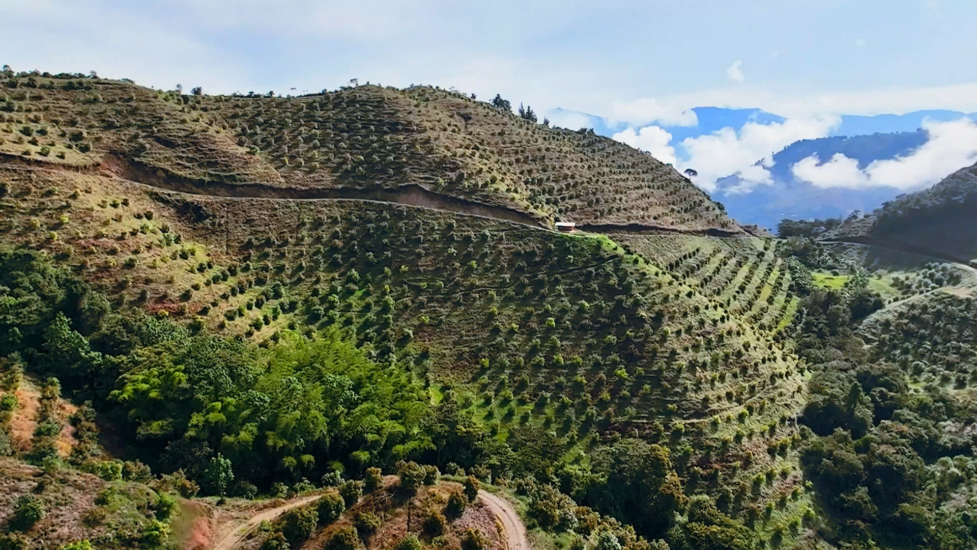 Drone view across a hillside of avocado groves on a West Pak grower partner's finca in Colombia, with clouds settled in the valley beyond.