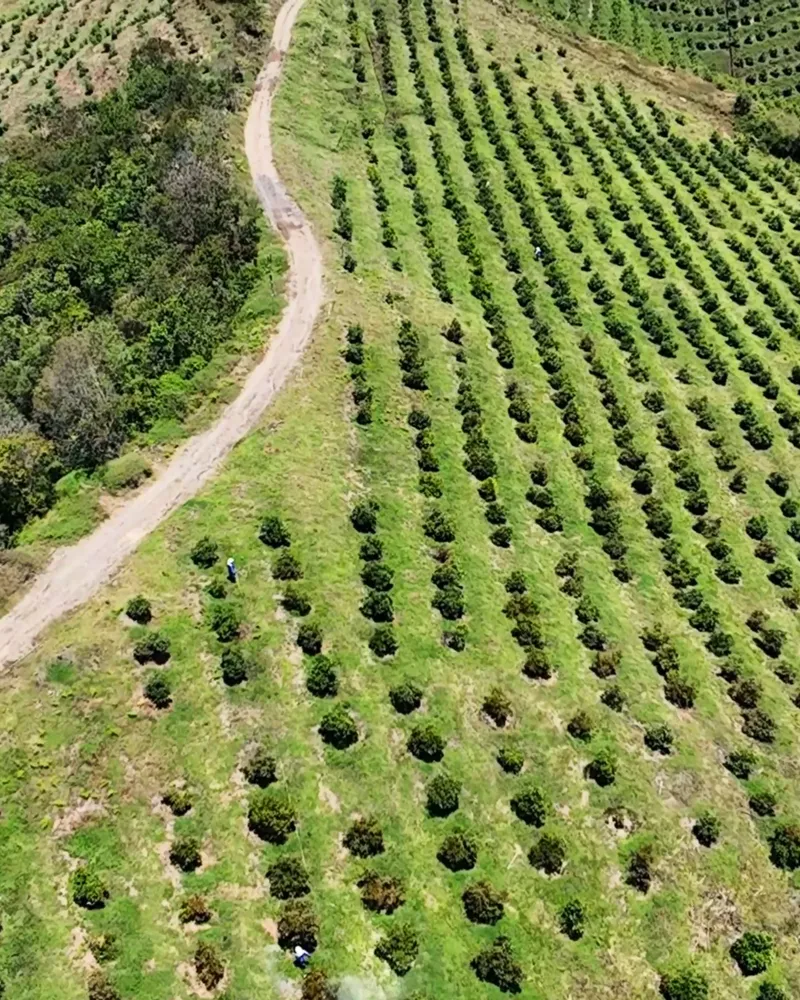 Rows of Hass avocado trees and a farm road on a hillside finca in Colombia, seen from the air.