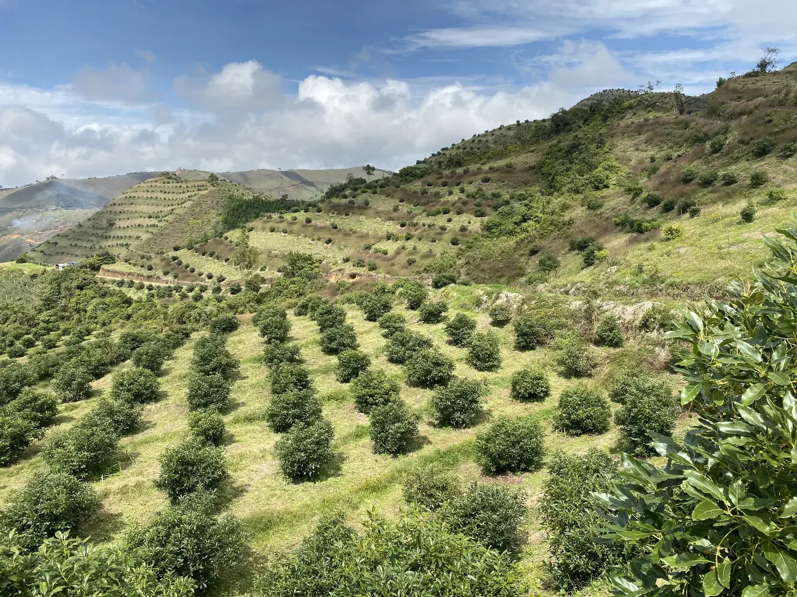 Rows of young avocado trees on a sunlit Colombian hillside.