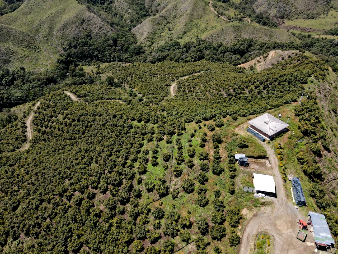 Aerial view of a West Pak packing facility beside rows of avocado trees on a hillside finca in Colombia.