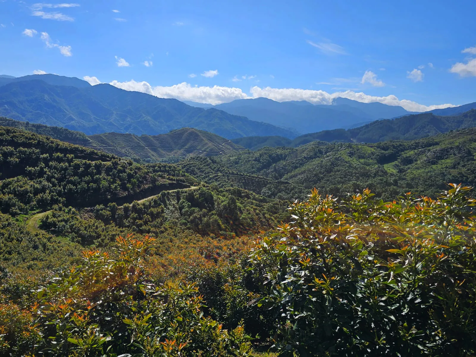 Avocado groves on a Colombian hillside, with flowering trees in the foreground and the Andes beyond.