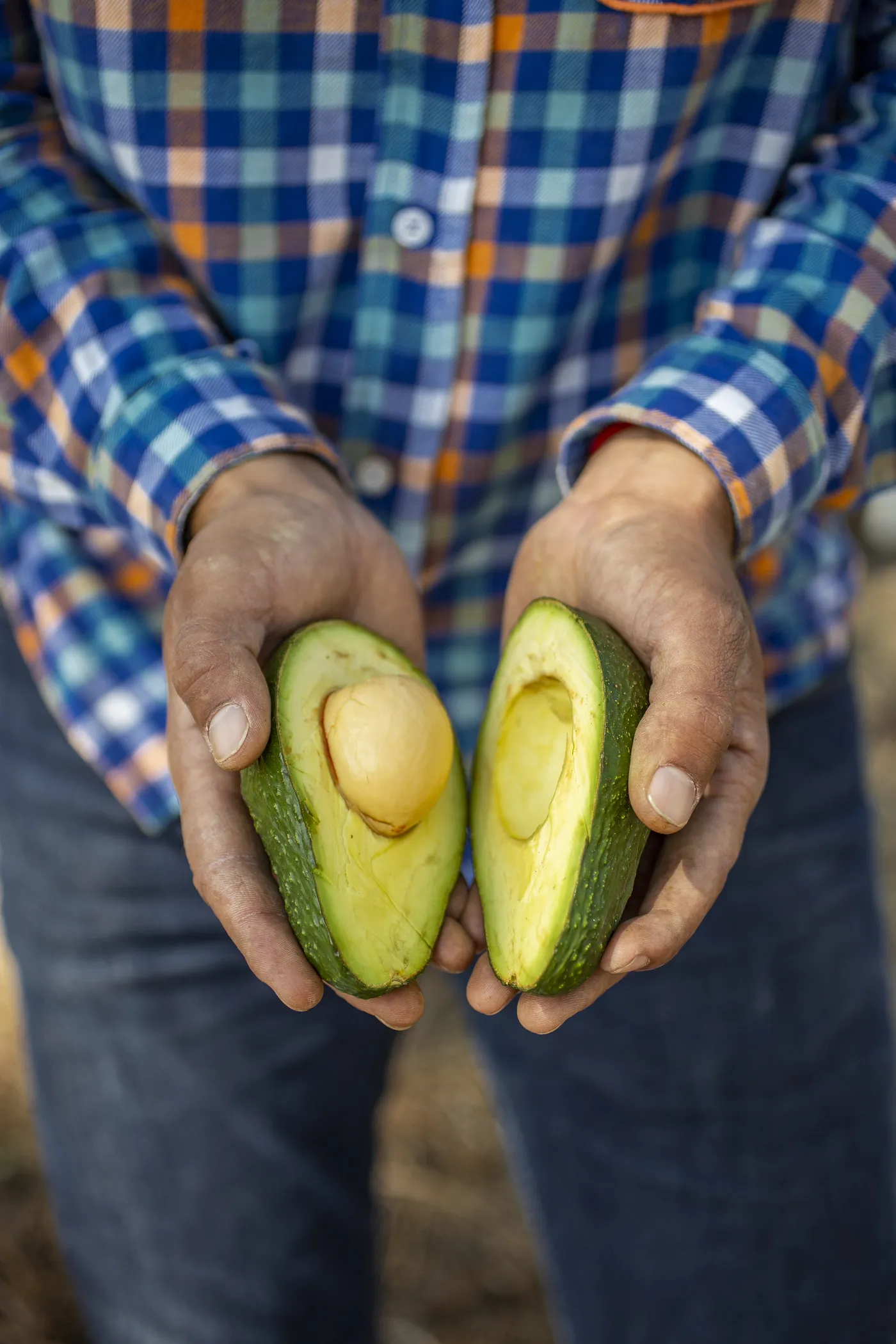 A halved avocado held in a grower's hands
