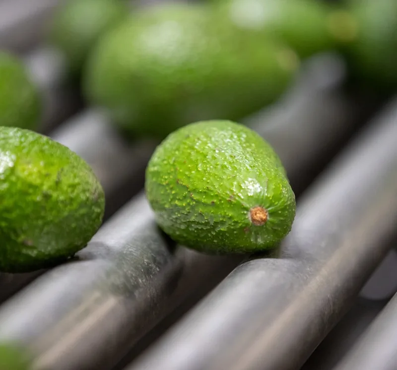 Avocados rolling along a sorting line