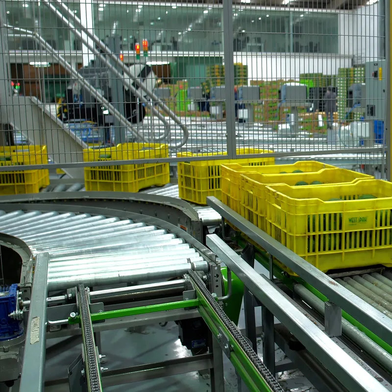 Yellow crates moving along a packing line inside a West Pak facility