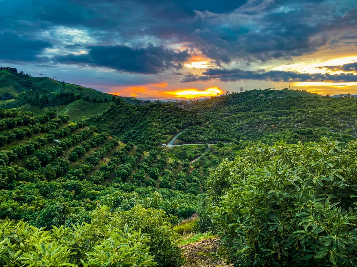 Sunset over West Pak avocado groves in the hills of Colombia